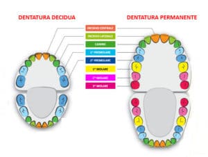 denti da latte e permanenti